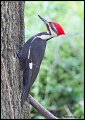_2SB1108 pileated woodpecker